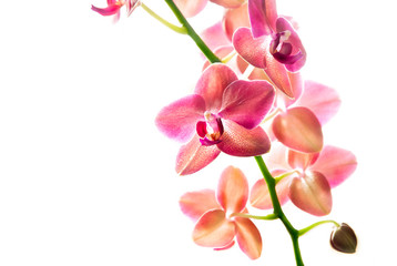 Naklejka na ściany i meble Orchide