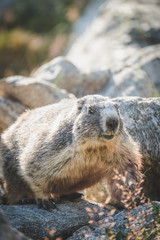 marmotte