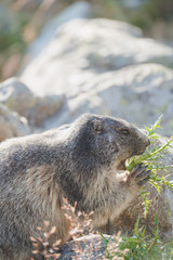 marmotte