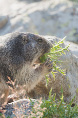 marmotte