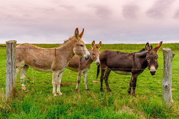 Naklejka na ściany i meble Three donkeys in a field behind a barbed wire fence in the Orne countryside, Normandy France