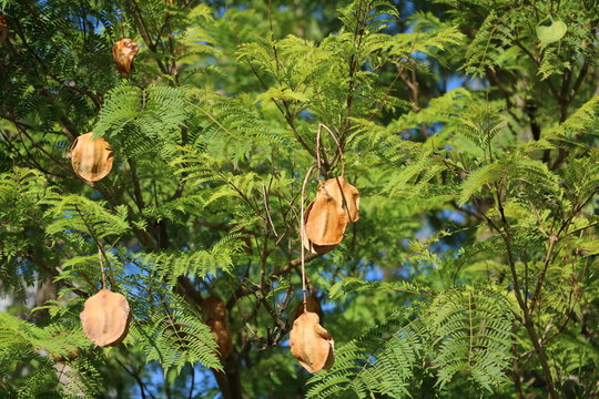 Seeds of Jacaranda mimosifolia in Perth, Western Australia
