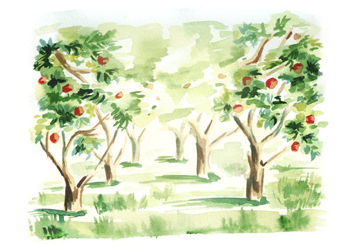 Fruit garden landscape. Hand drawn watercolor  template and background