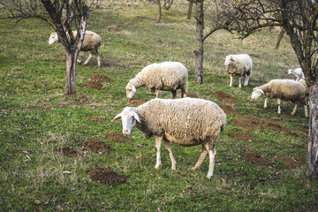 Sheep in nature on meadow.