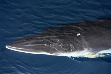 Obraz premium Minke Whale Antarktyda