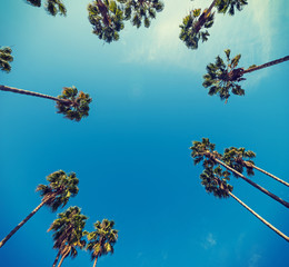 palm trees seen from below
