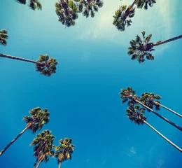 Behang Palmboom palmbomen van onderaf gezien