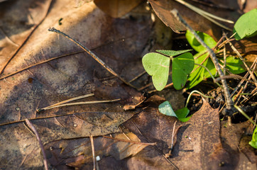 The first green plant after winter