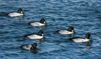 Fototapeta premium Ducks Swimming in Lake