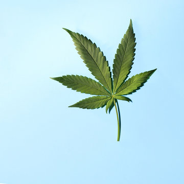 Cannabis Leaf on Blue Background