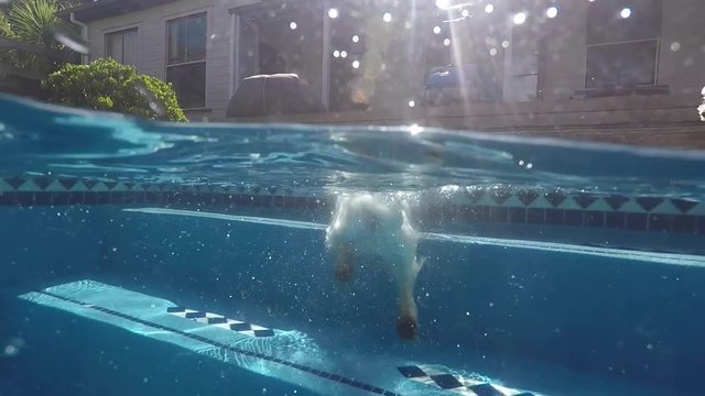 Split view of west highland white terrier westie dog swimming in blue pool at water surface, half underwater and above. Filmed in summer with dome port in Kerikeri, Northland, New Zealand, NZ