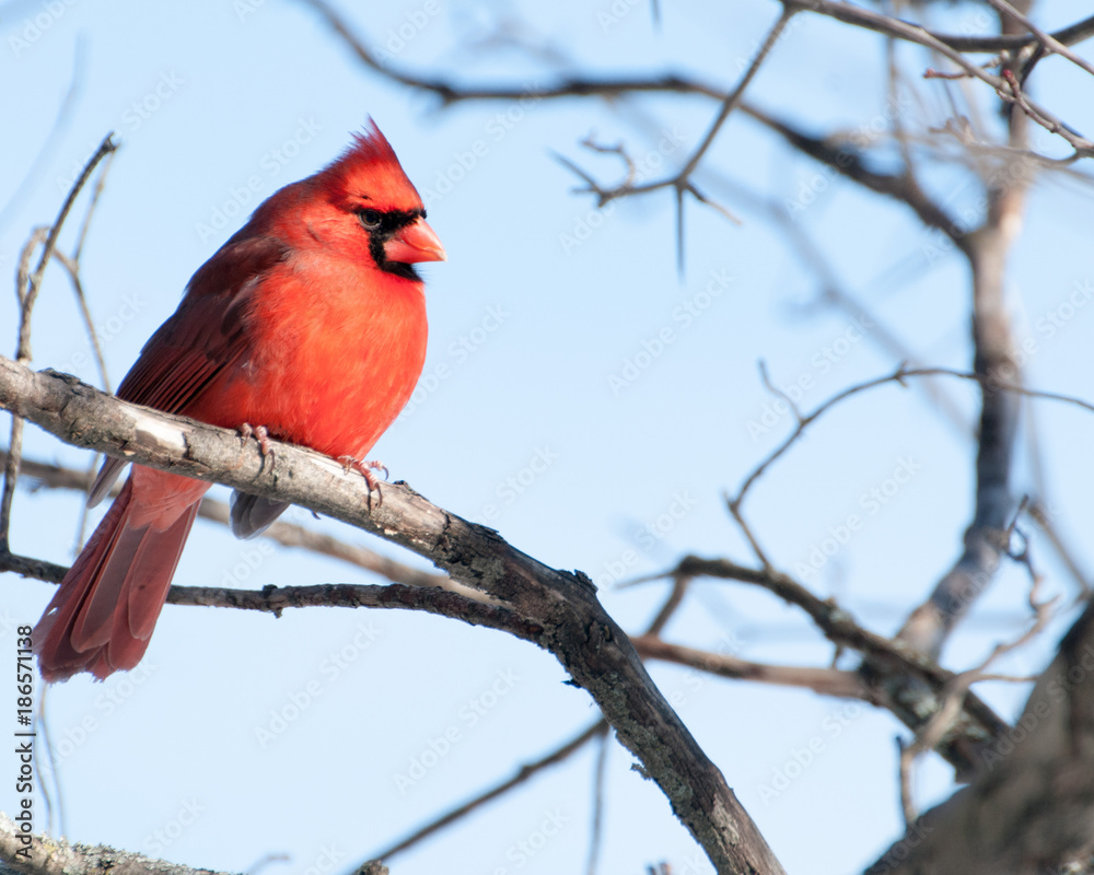 Sticker Male Cardinal Perched