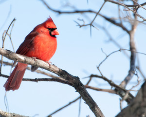 Male Cardinal Perched