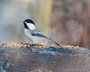 Black-capped Chickadee