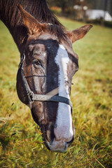 Closeup head of the brown horse grazing in field
