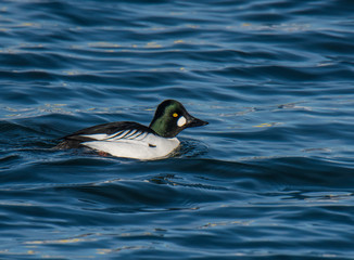 Fototapeta premium Duck Swimming in Lake