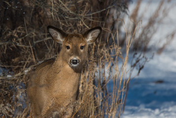 White-Tailed Deer