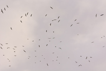 From Chaos Order Arises!