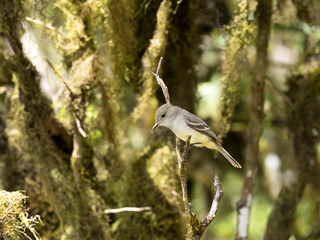Blackpoll Warbler, Dendroica striata, on a tree in a mountain forest, San Christobal, Glapagos, Ecuador