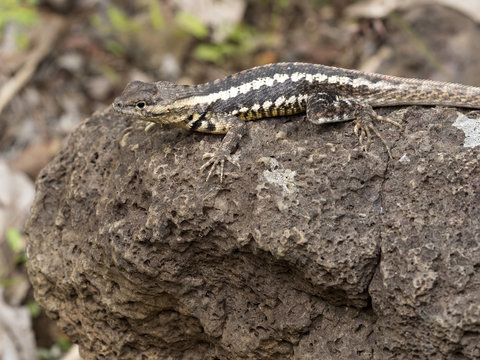 San Cristobal Lava Lizard, Microlophus bivittatus, is heated on stone,  San Cristobal, Galapagos, Ecuador