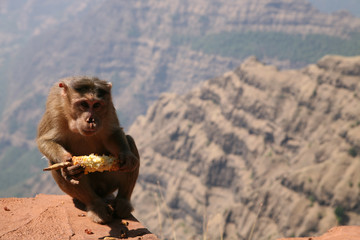 Monkey sitting on the rock over valley