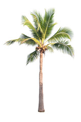 coconut tree isolated on white background