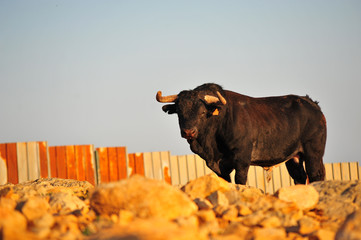 bull in spain