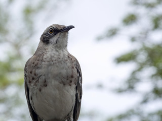 Mockingbird, Nesomimus melanotis, San Cristobal, Galapagos, Ecuador