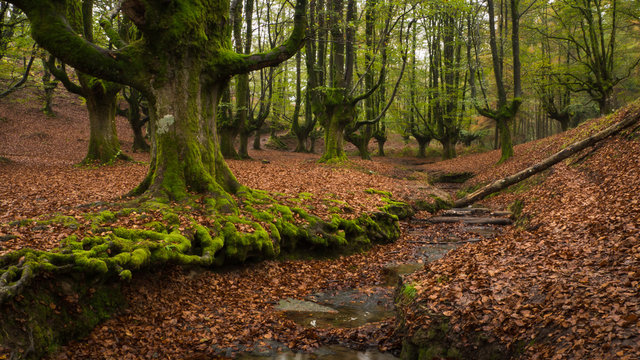 &Aacute;rboles y hojas en oto&ntilde;o