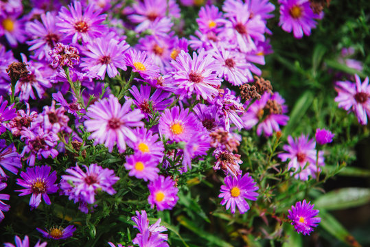 close up on purple flowers of aster