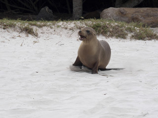 Obraz premium Sea Lion, Zalophus californianus wollebaeki, running on the beach calling mother San Cristobal, Galapagos, Ecuador