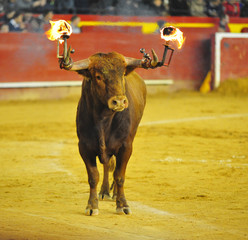 bull in spain