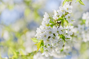 Cherry tree blossom close-up. White cherry flower on natural green and blue background. 
