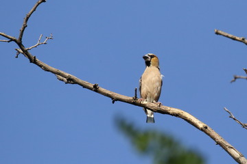 The hawfinch (Coccothraustes coccothraustes) is a passerine bird in the finch family Fringillidae.  ukraine. Its head is orange-brown with a black eyestripe and bib. The upper parts are dark brown and