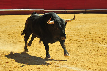 bull in spain