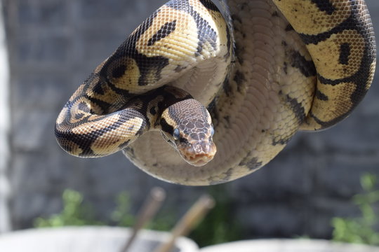 Close up of ball python
