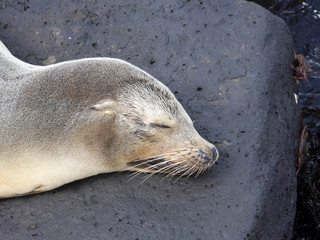 Portrait of Sea Lion, Zalophus californianus wollebaeki, on the beach, San Cristobal, Galapagos, Ecuador