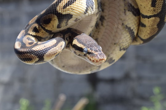 Close up of ball python