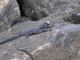 Marine Iguana, Amblyrhynchus cristatus mertensi, San Cristobal, Galapagos, Ecuador