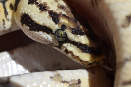Close up of ball python