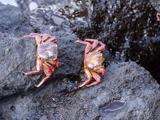 The red rock crab, Grapsus grapsus, is very abundant in the galapagos. San Cristobal, Galapagos, Ecuador