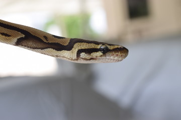 Close up of ball python