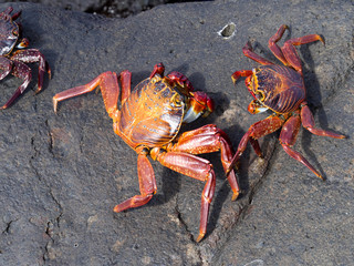 The red rock crab, Grapsus grapsus, is very abundant in the galapagos. San Cristobal, Galapagos, Ecuador