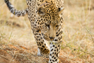 Leopard, Ongava, Namibia