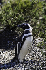 Magellanic Penguin