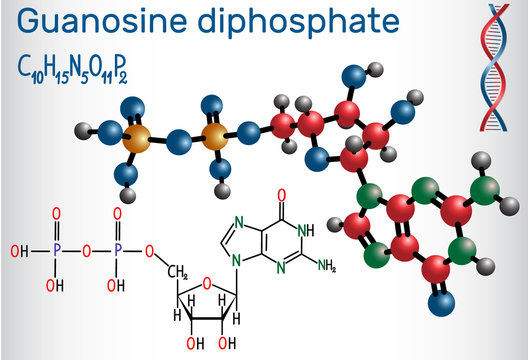 Guanosine diphosphate (GDP) molecule. Structural chemical formula and molecule model