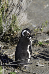 Obraz premium Magellanic Penguin