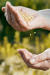 Vertical view of falling hands from hands. Harvest time and golden hour. Wheat grains falling from old woman hand in the wheat field, blur focus