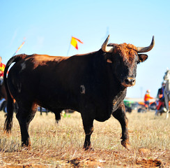 bull in spain
