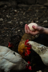 chicken eggs in hand